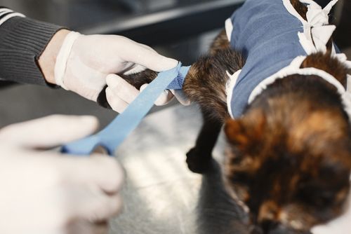 Cat with bandage at the vet