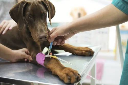 Veterinarian giving IV to dog