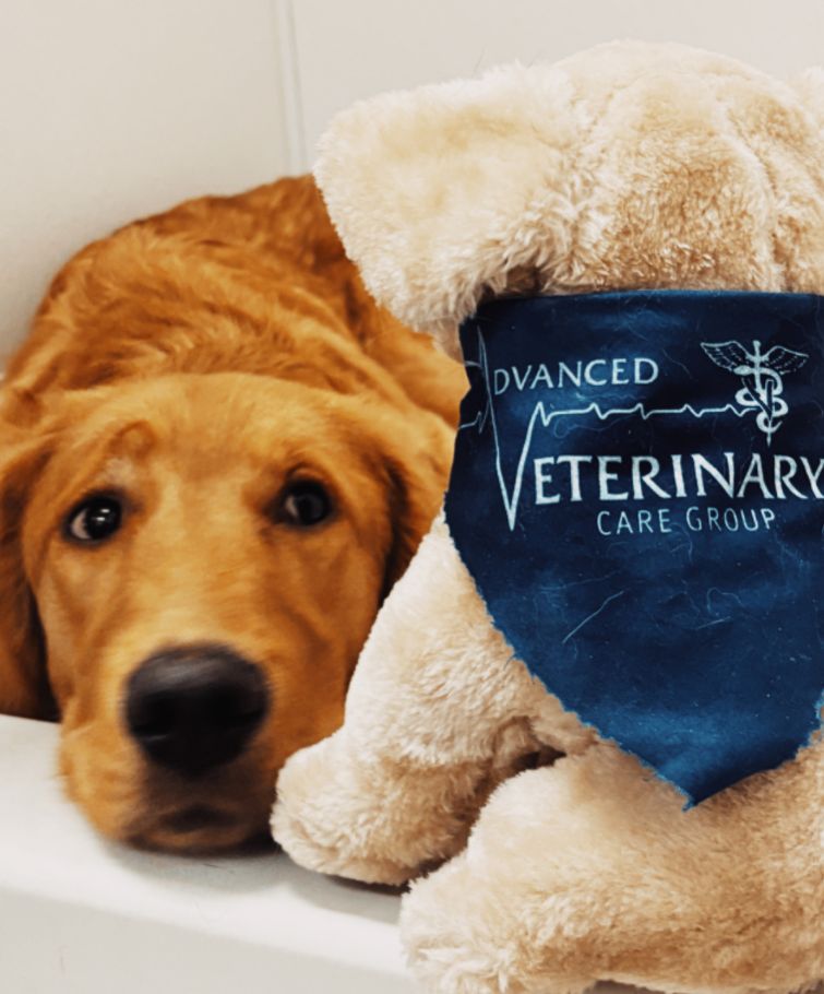 A dog and a stuffed animal are peacefully resting together