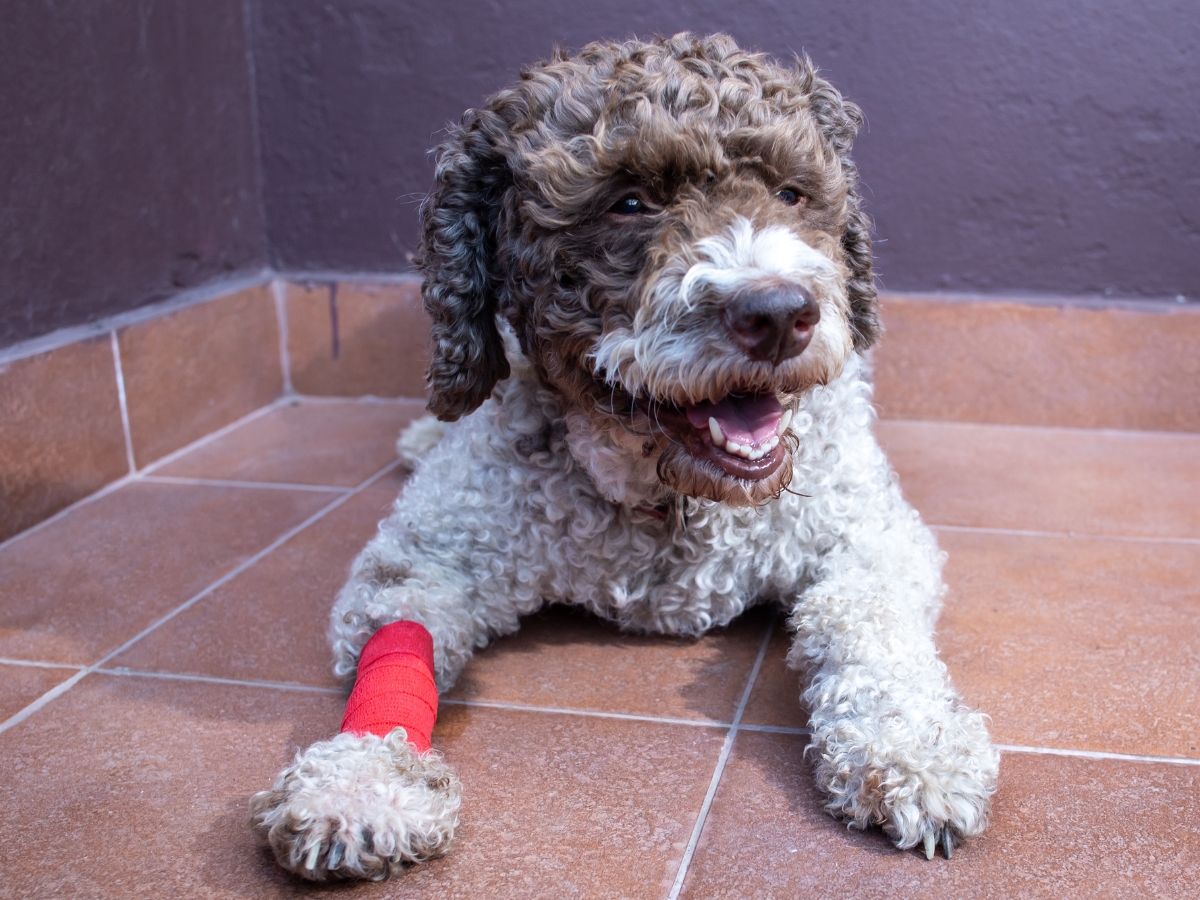 dog lying on tiled floor, wearing a red bandage on its front left