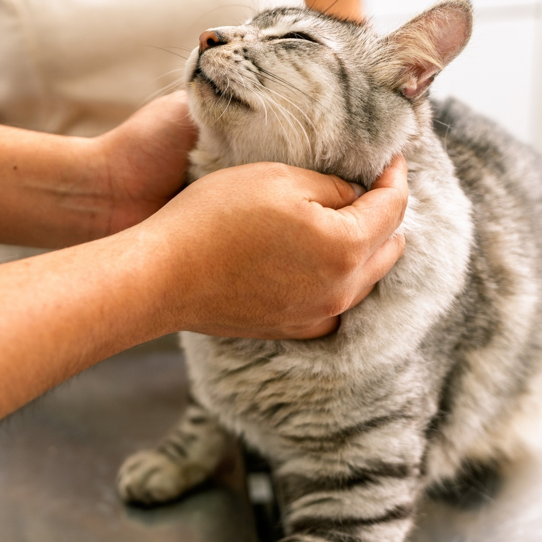 A vet is examining the dog's heart