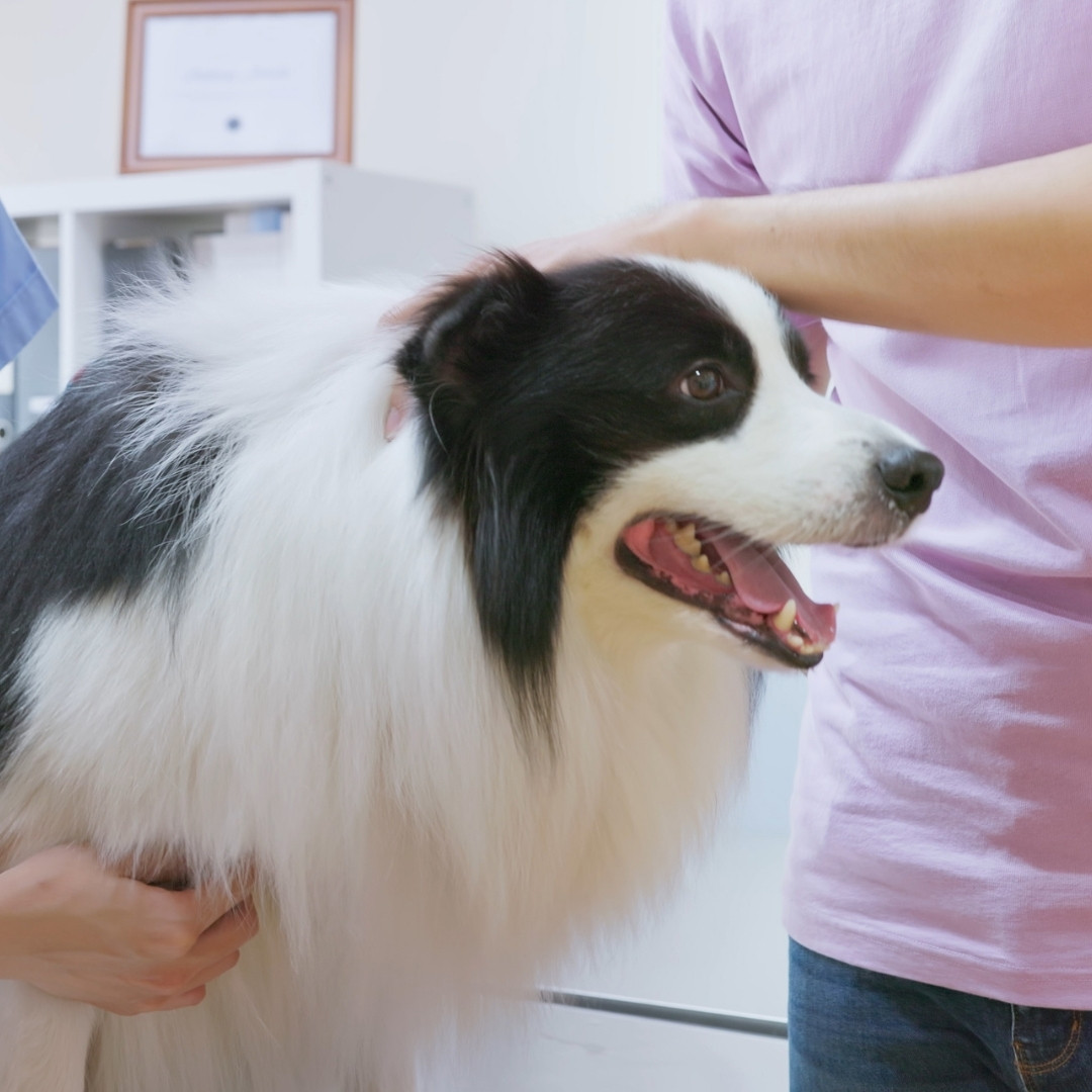 A vet is examining the dog's heart