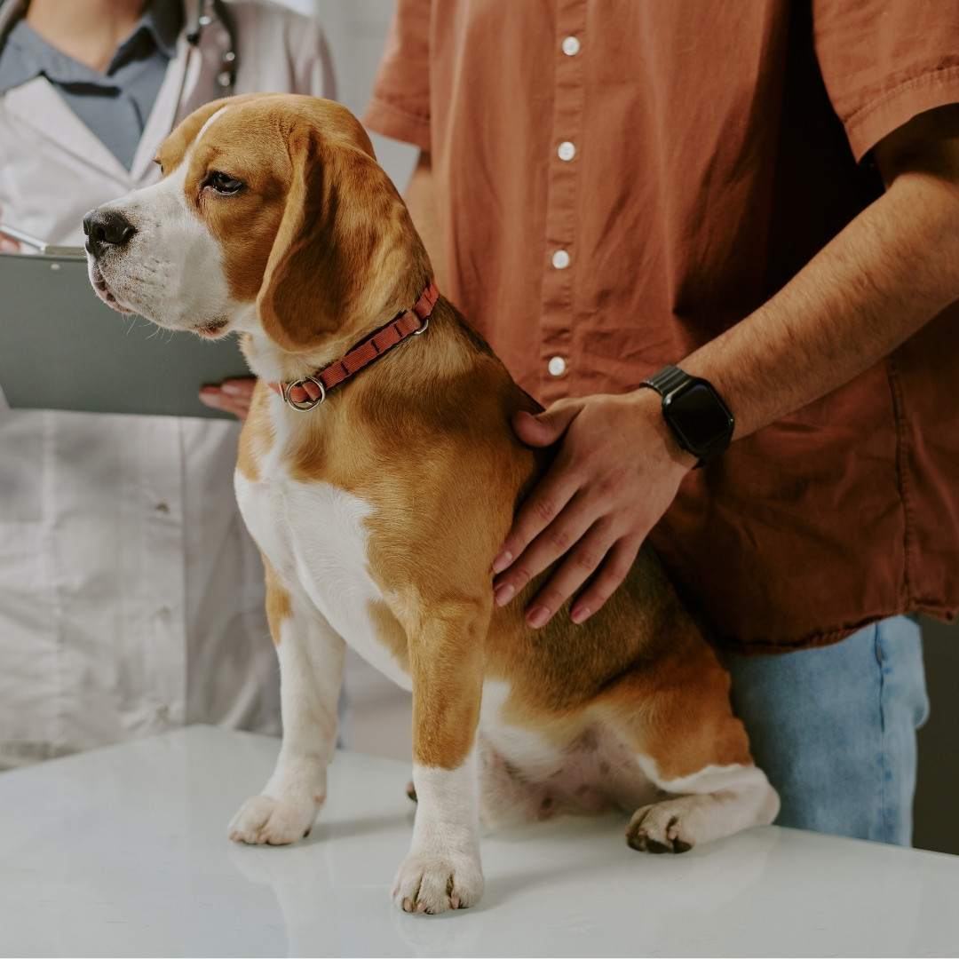 A vet is examining the dog's heart