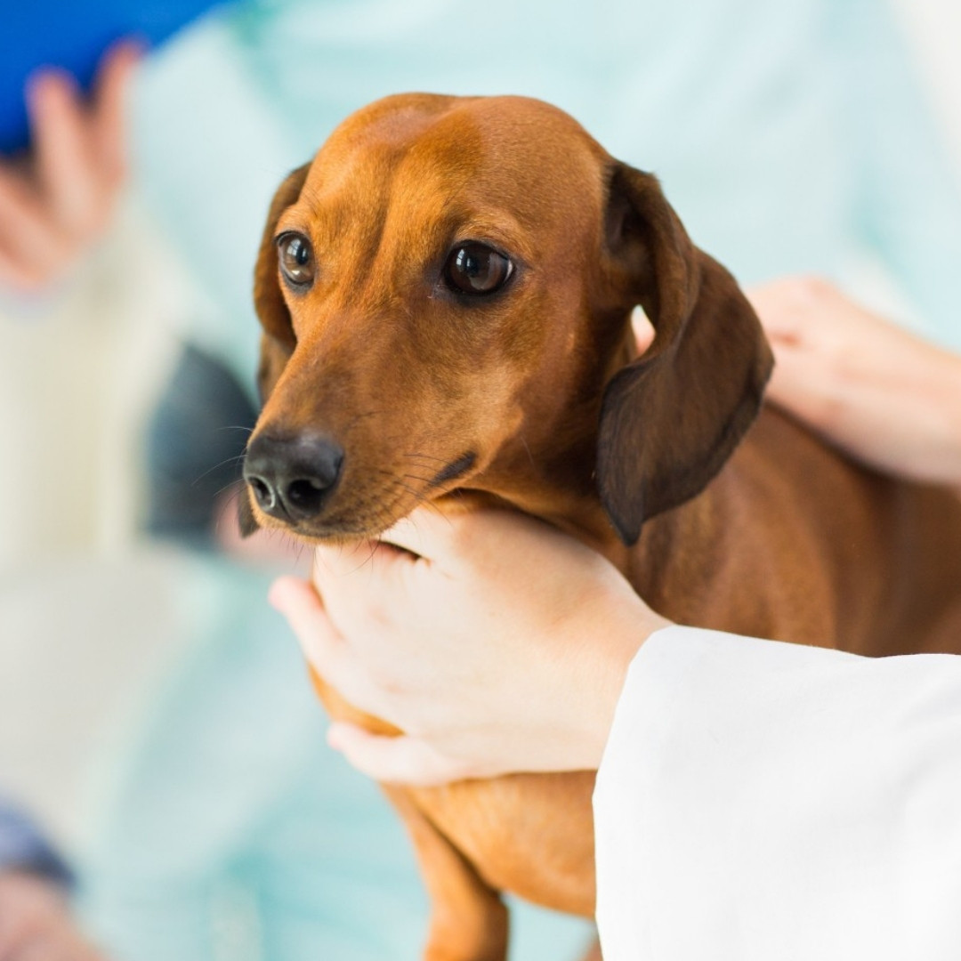 A vet is examining the dog's heart