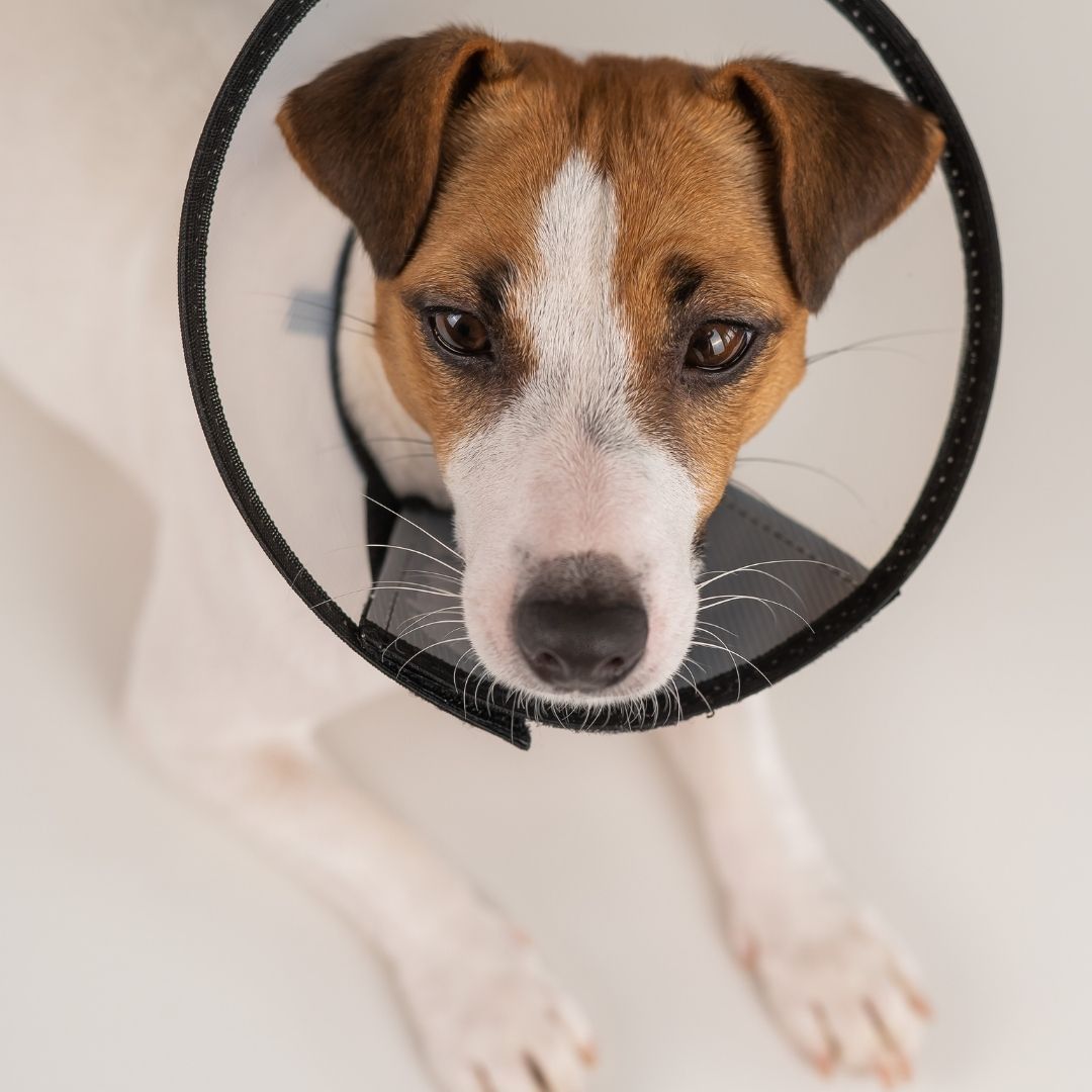 A vet is examining the dog's heart
